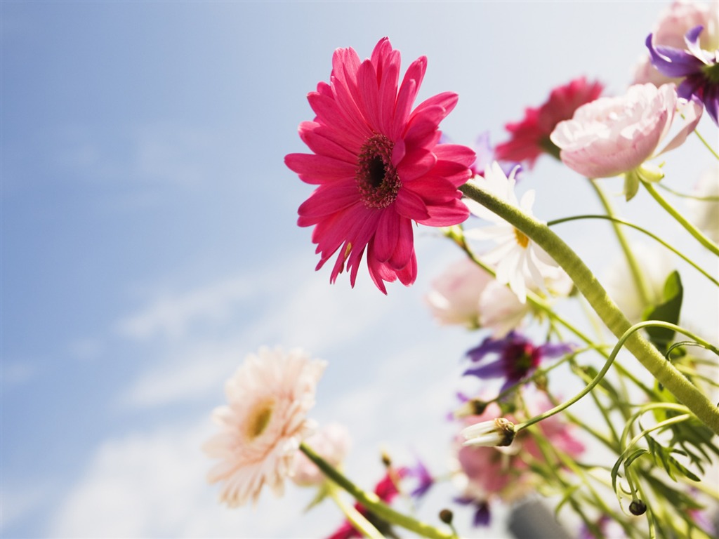 Under clear sky flowers #18 - 1024x768