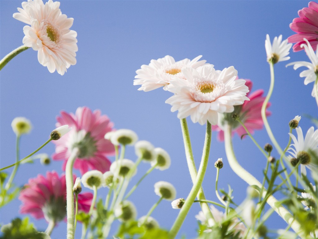 Under clear sky flowers #21 - 1024x768