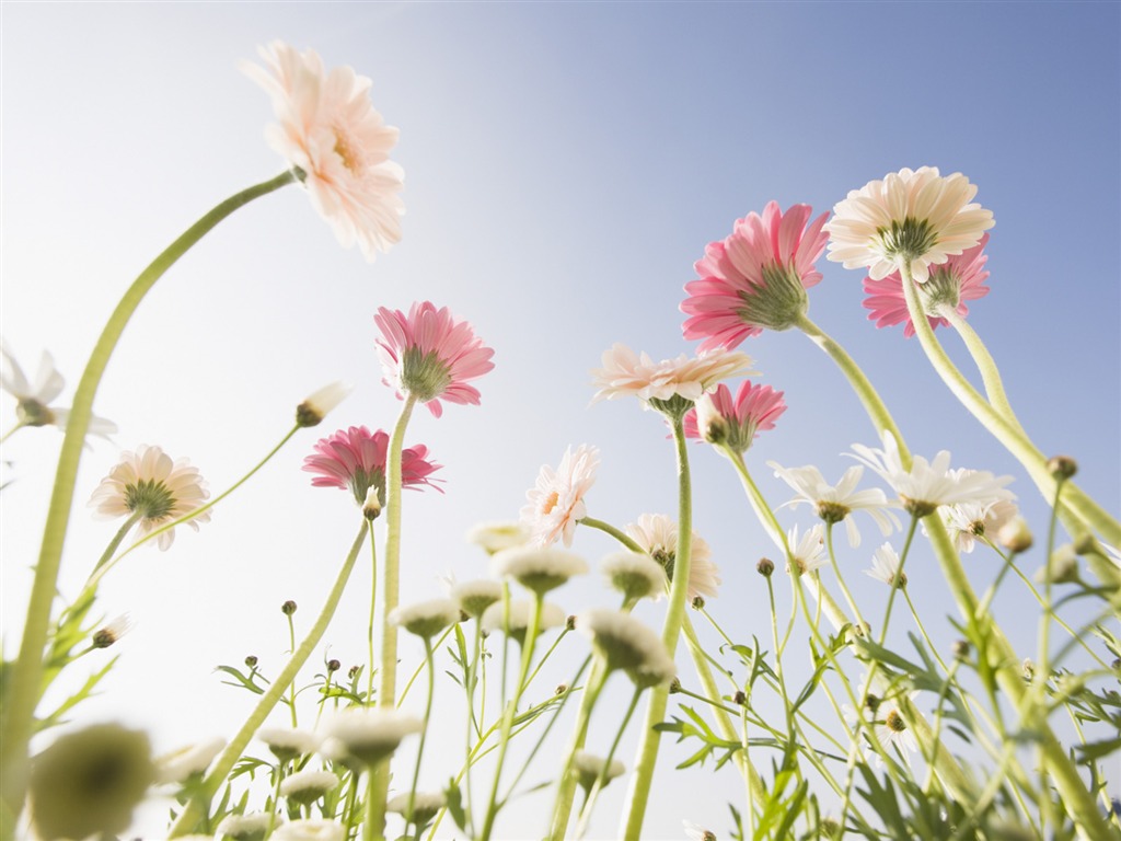 Under clear sky flowers #22 - 1024x768