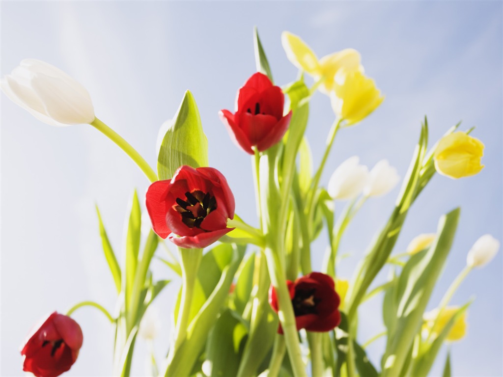 Under clear sky flowers #30 - 1024x768