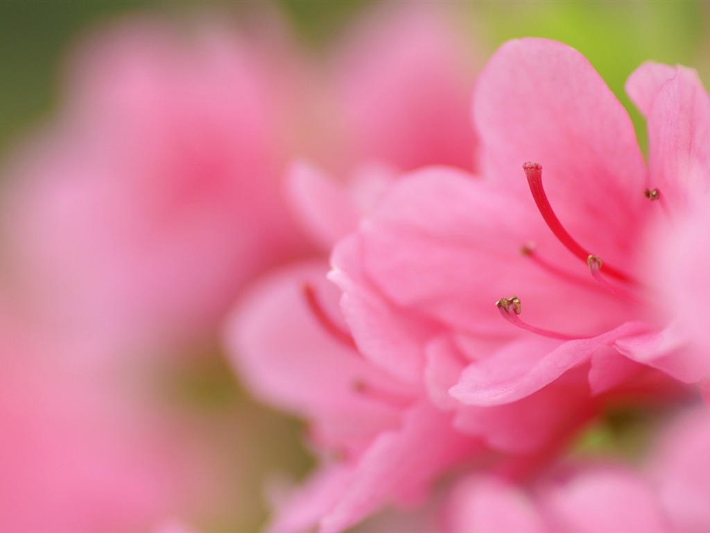 個人の花の壁紙 #17 - 1024x768