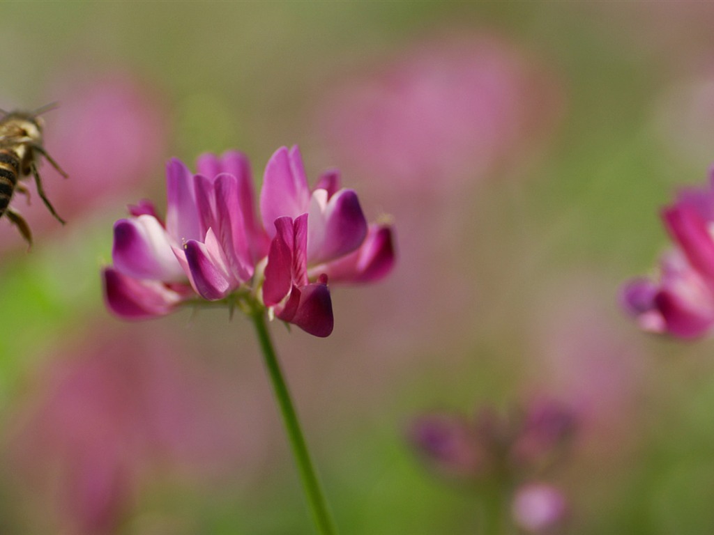 個人の花の壁紙 #23 - 1024x768