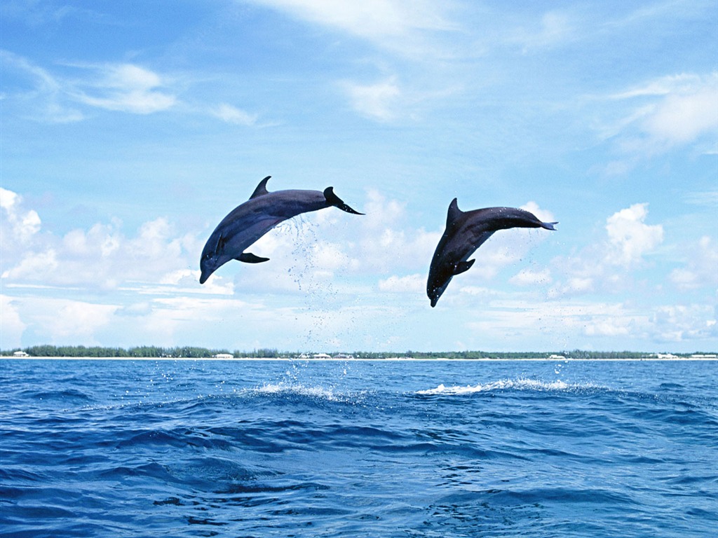 Dolphin Photo Wallpaper #20 - 1024x768