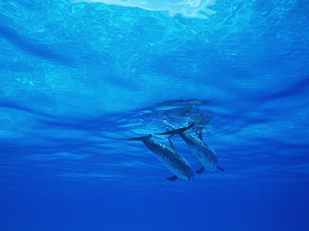 Dolphin Photo Wallpaper #26 - 1024x768