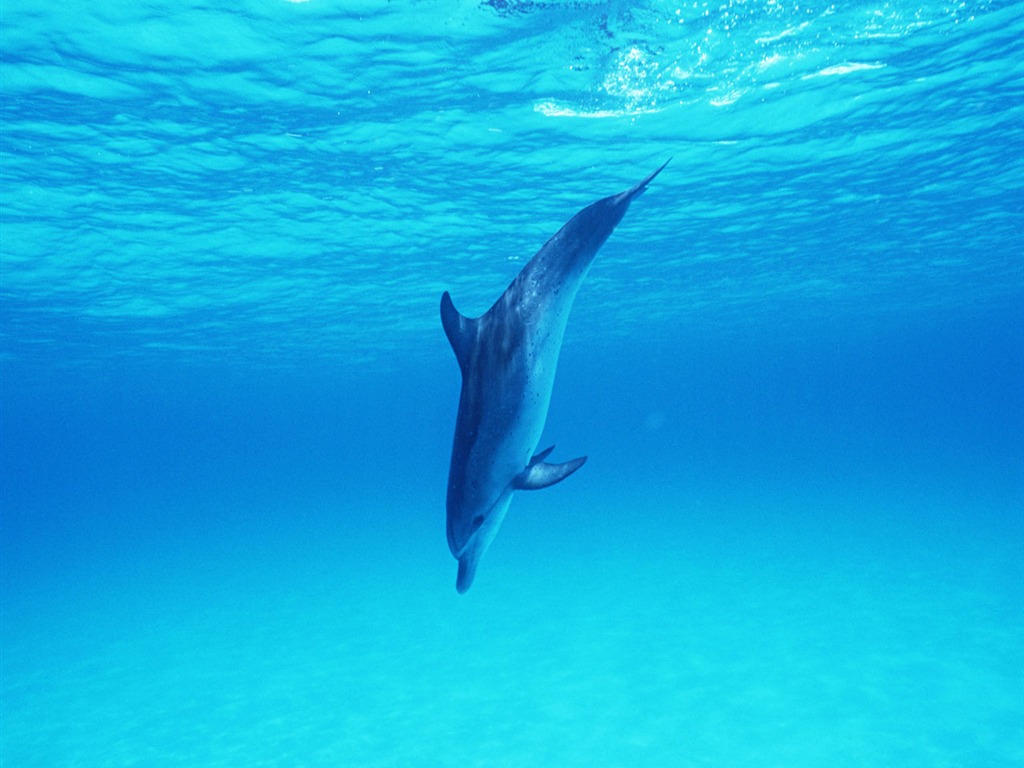 海豚寫真壁紙專輯 #32 - 1024x768