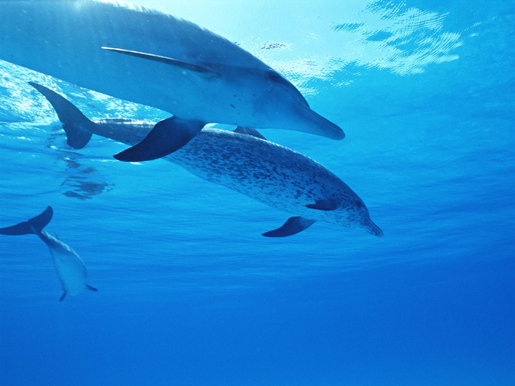 海豚写真壁纸专辑34 - 1024x768