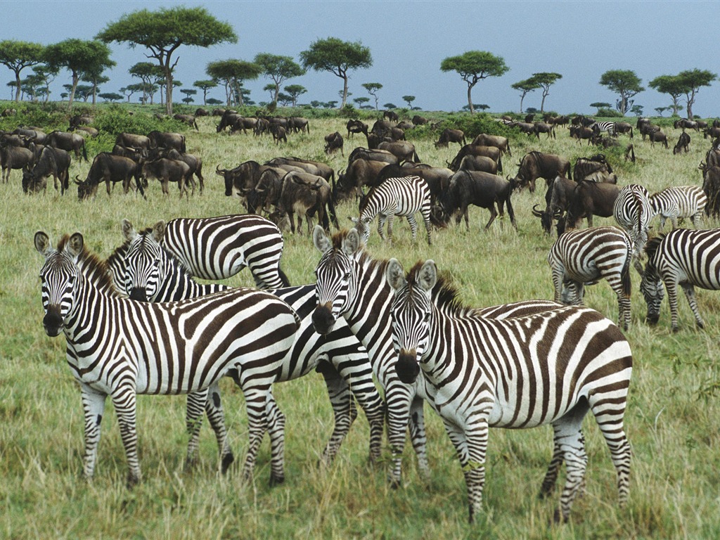 楽しい動物の世界 #5 - 1024x768