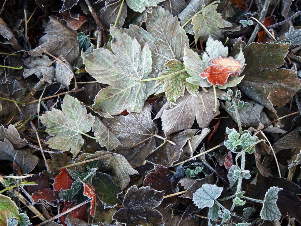 冰雪植物壁纸专辑1 - 1024x768