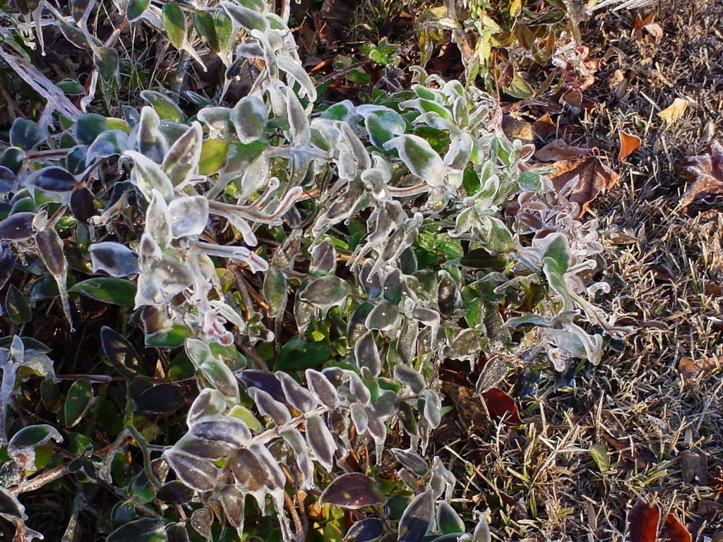 冰雪植物壁纸专辑2 - 1024x768