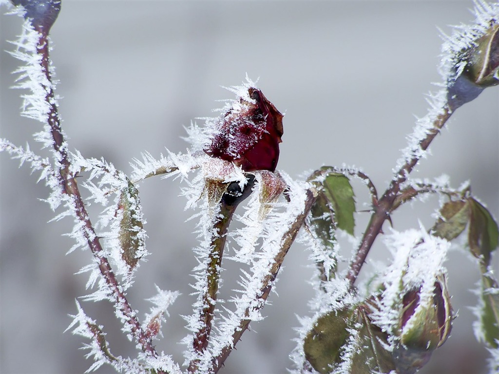 冰雪植物壁纸专辑6 - 1024x768