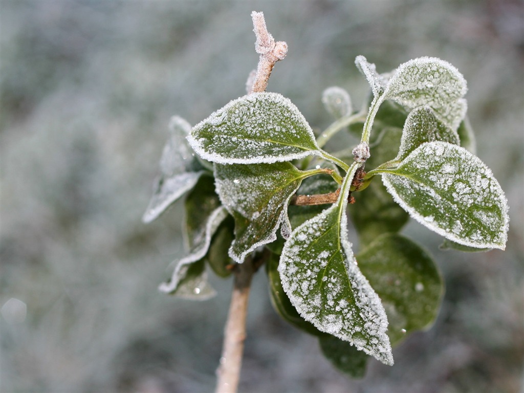 冰雪植物壁纸专辑8 - 1024x768