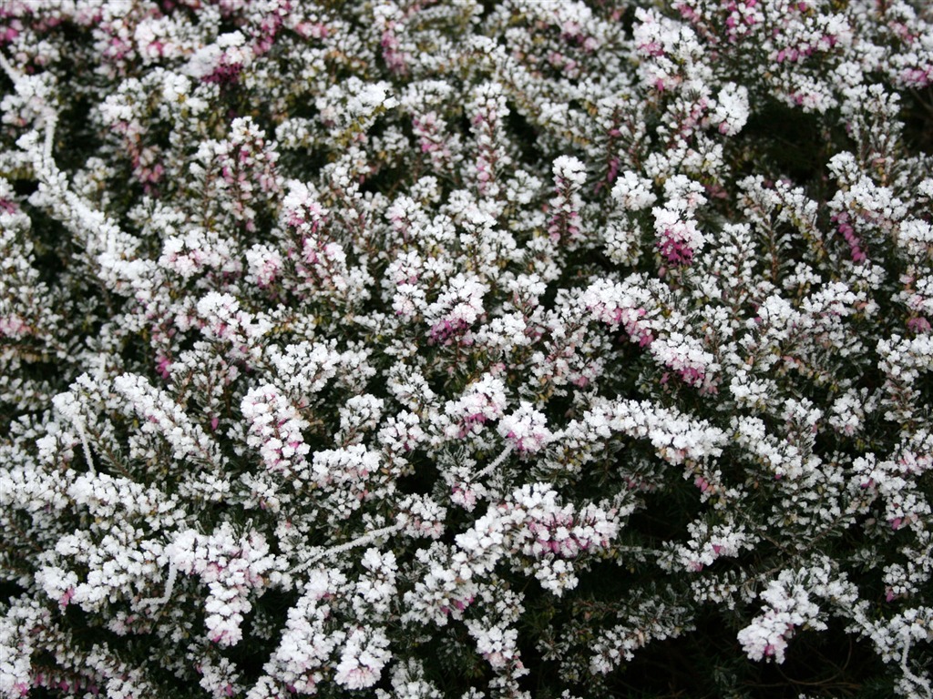 冰雪植物壁纸专辑10 - 1024x768