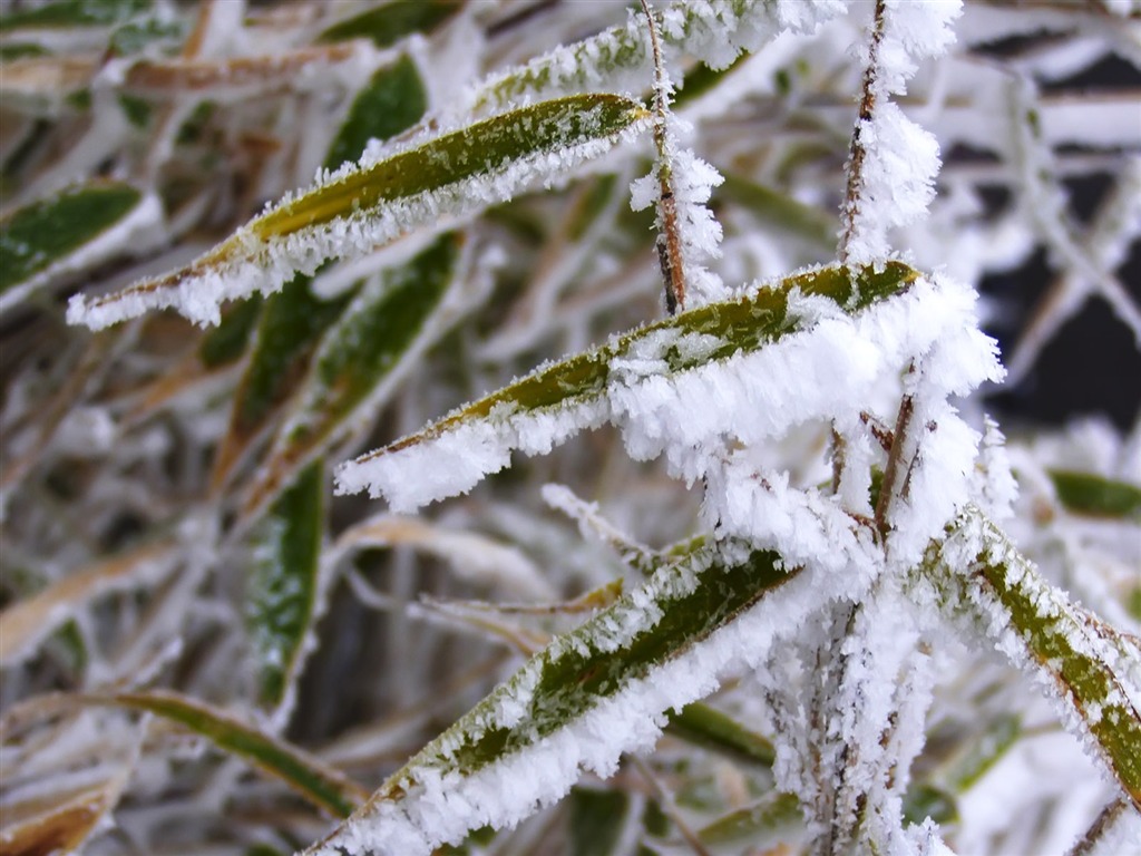 冰雪植物壁紙專輯 #11 - 1024x768