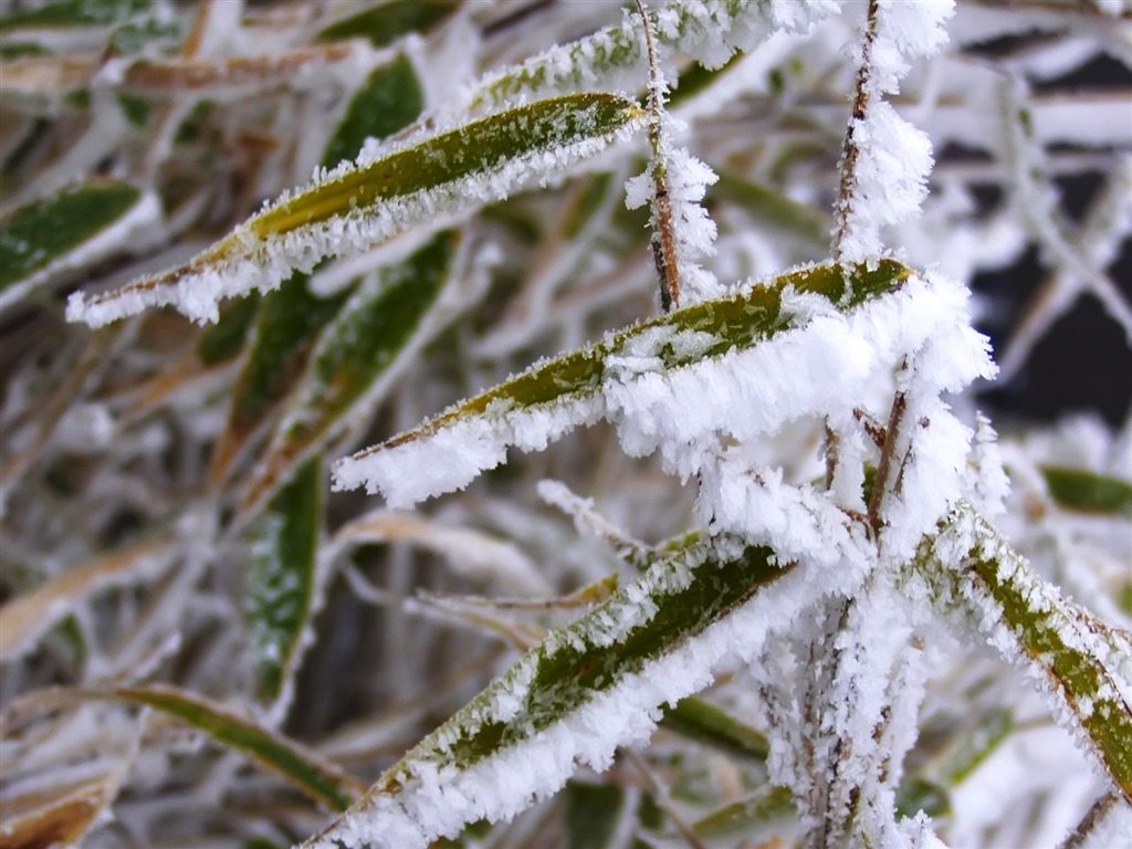 冰雪植物壁纸专辑11 - 1024x768