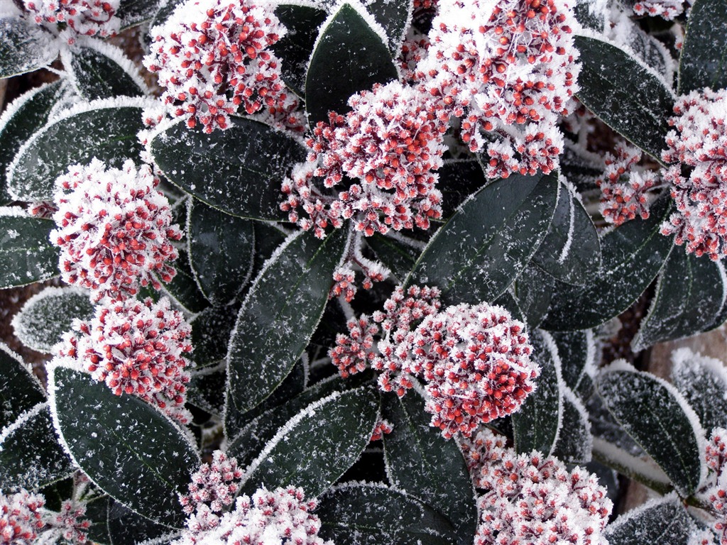 冰雪植物壁纸专辑12 - 1024x768