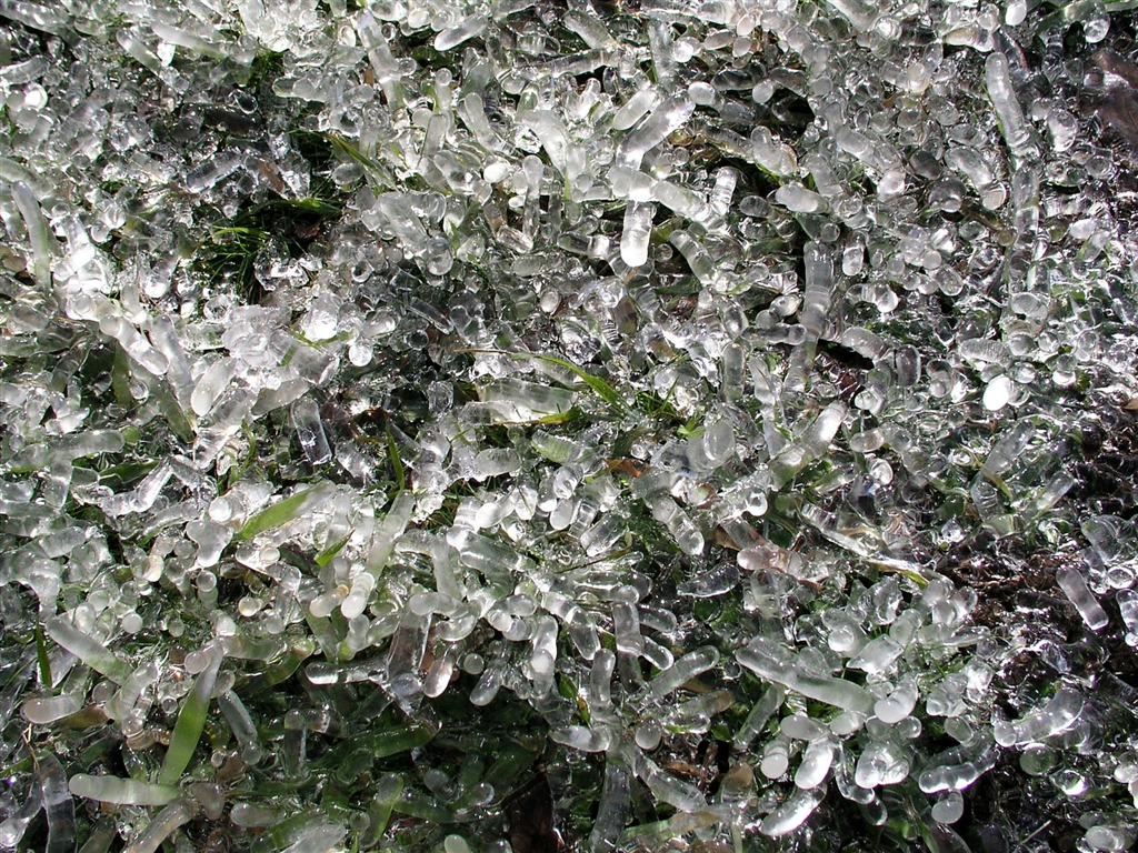 冰雪植物壁纸专辑13 - 1024x768