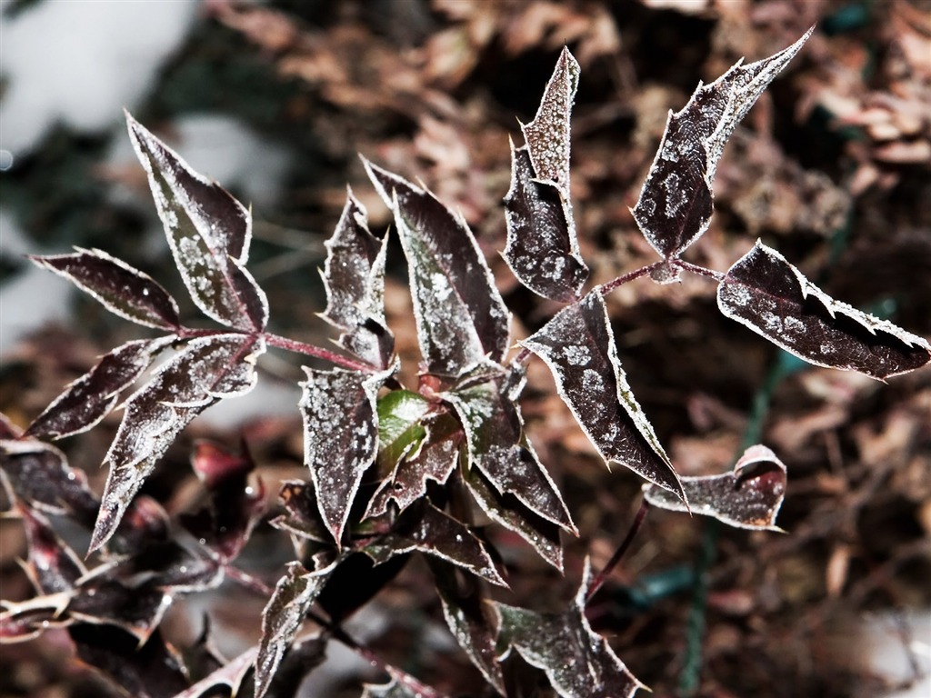 冰雪植物壁紙專輯 #15 - 1024x768