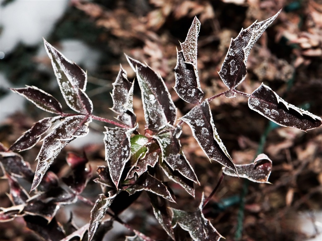 冰雪植物壁纸专辑15 - 1024x768