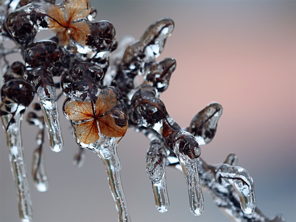 冰雪植物壁紙專輯 #16 - 1024x768