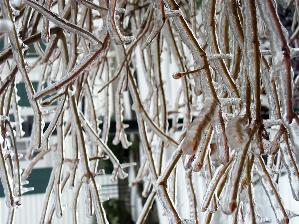 冰雪植物壁紙專輯 #17 - 1024x768