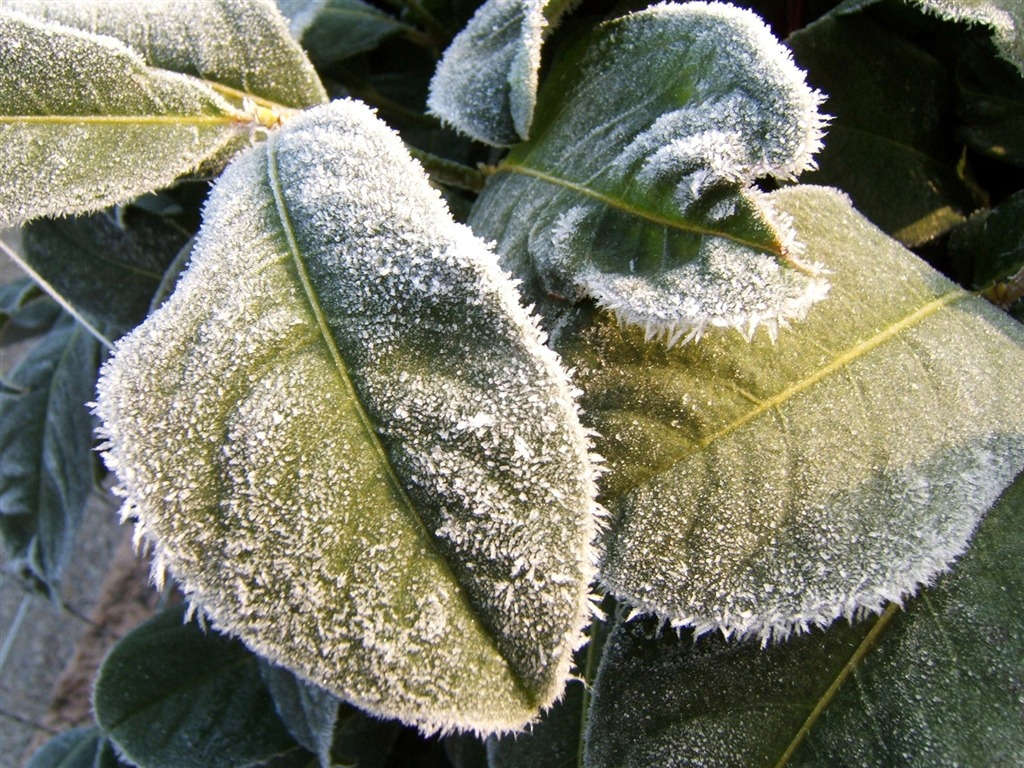 冰雪植物壁纸专辑18 - 1024x768