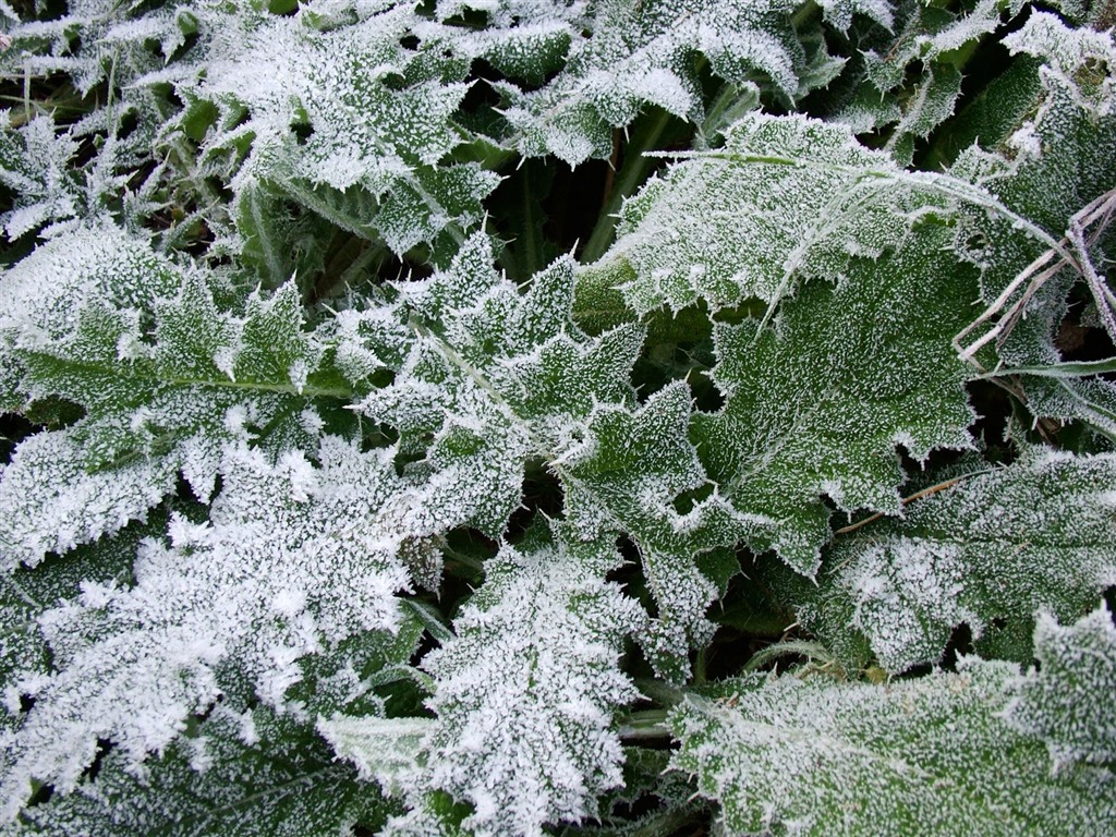 冰雪植物壁紙專輯 #19 - 1024x768