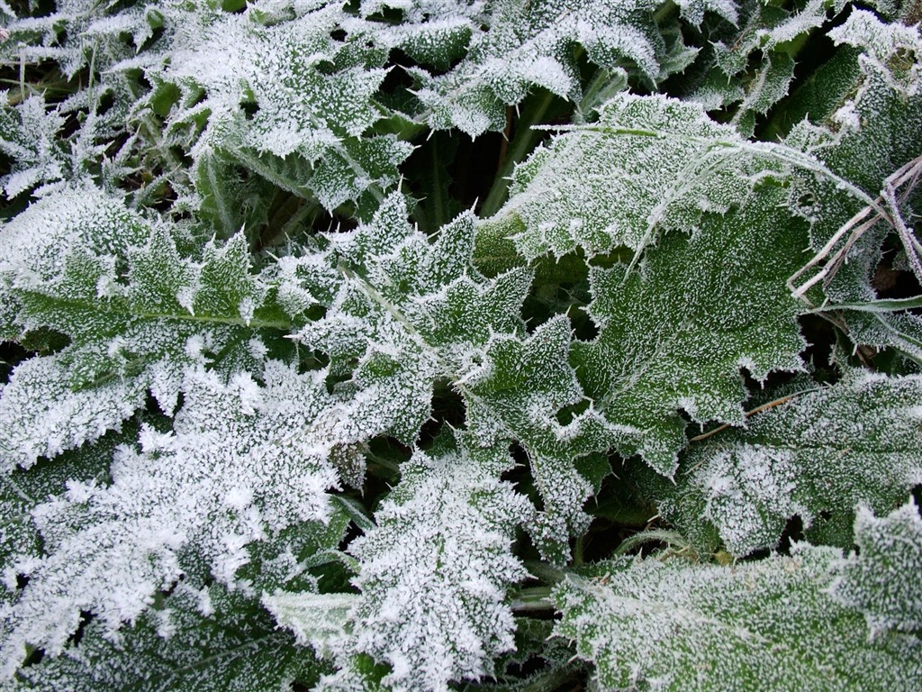 冰雪植物壁纸专辑19 - 1024x768