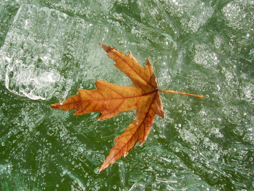 Fondos de pantalla planta de hielo álbum #20 - 1024x768