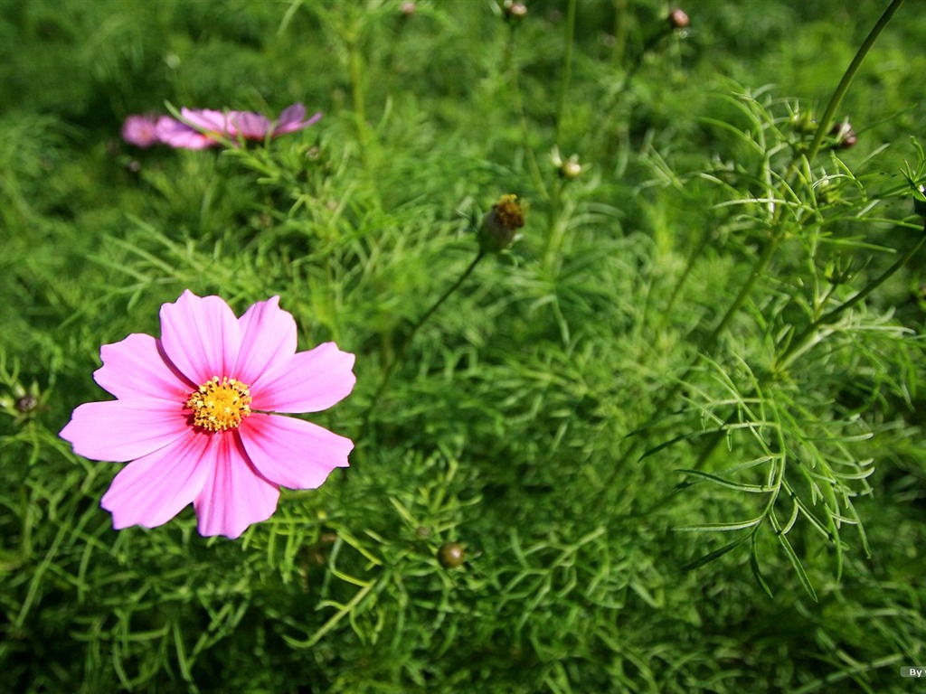 Autumn cosmos wallpaper #1 - 1024x768