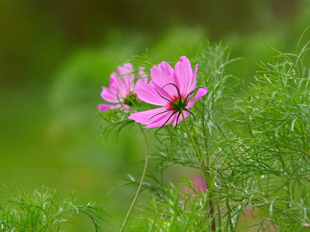 Autumn cosmos wallpaper #3 - 1024x768