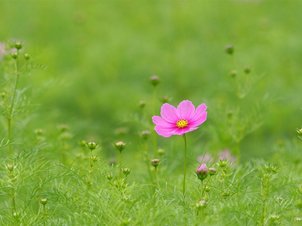 Autumn cosmos wallpaper #4 - 1024x768