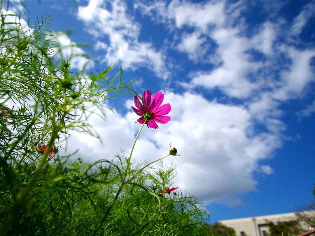 Autumn cosmos wallpaper #12 - 1024x768