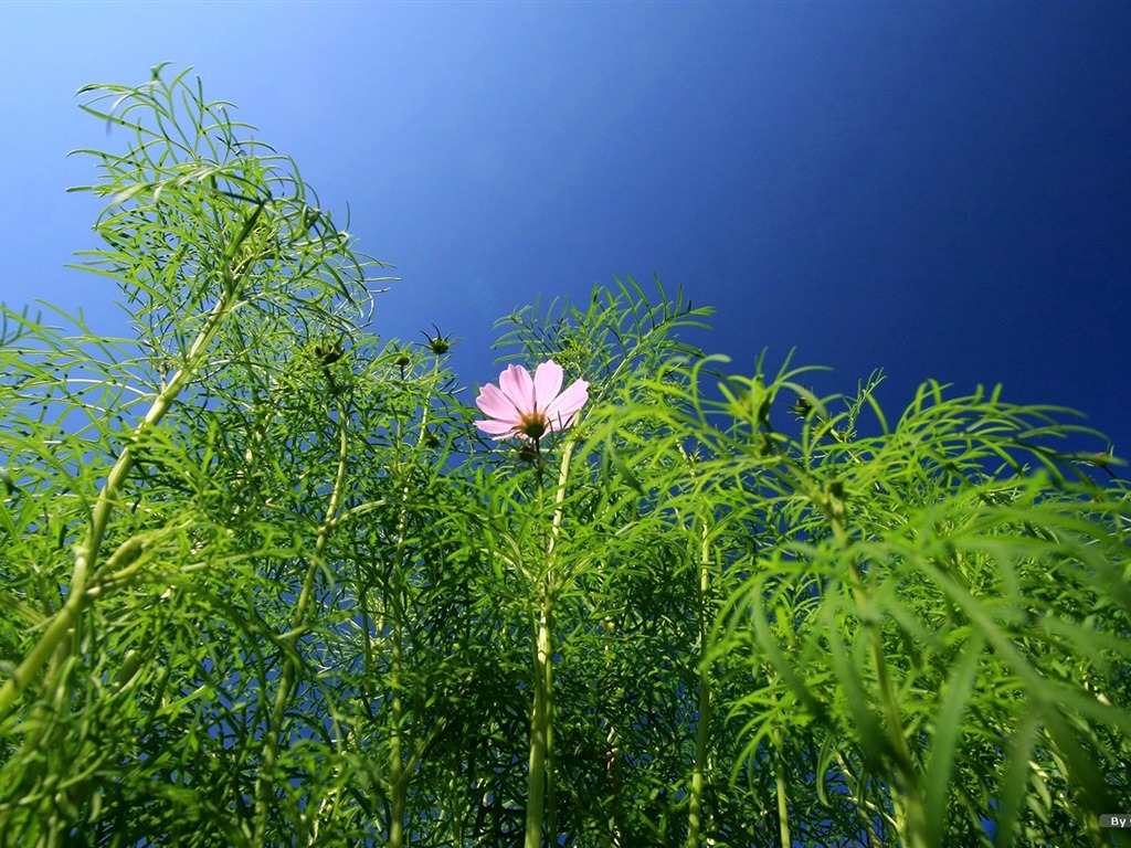 秋天的大波斯菊壁紙專輯 #21 - 1024x768