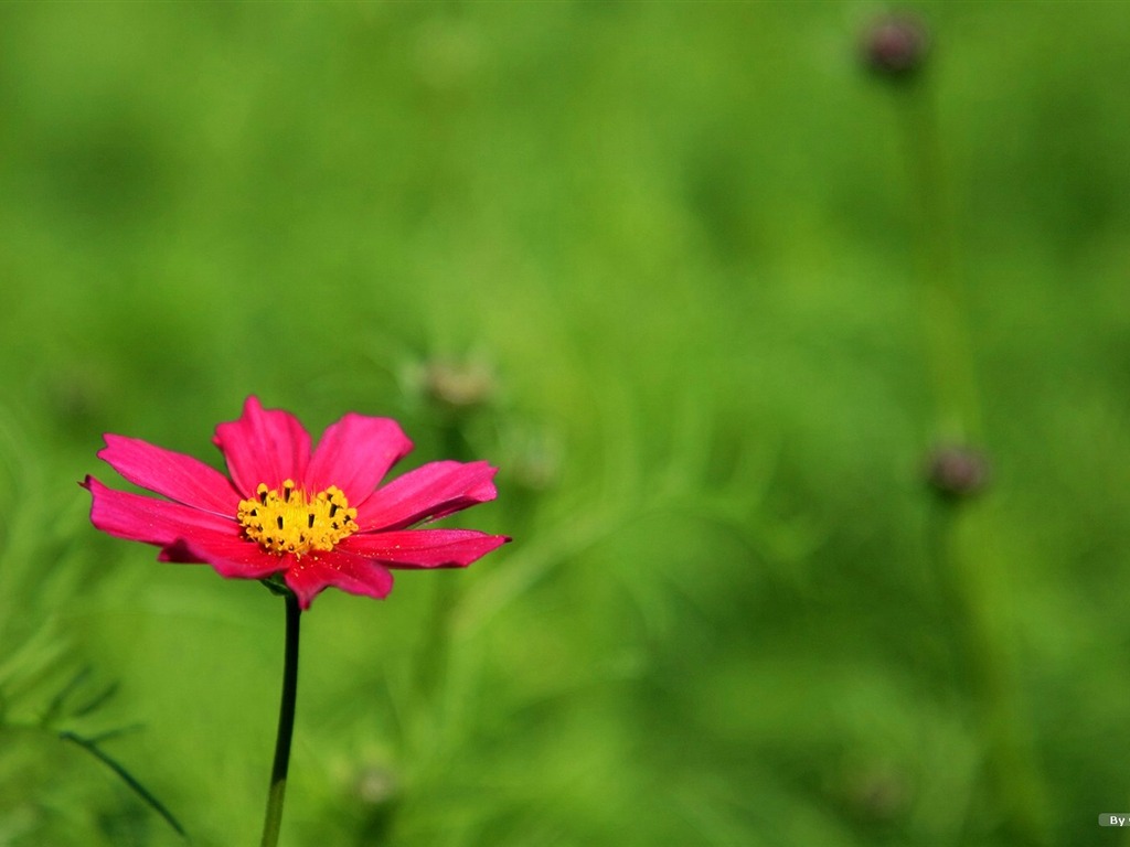 Autumn cosmos wallpaper #25 - 1024x768