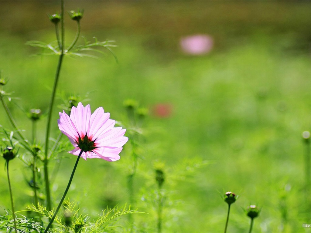 Automne cosmos fond d'écran #26 - 1024x768