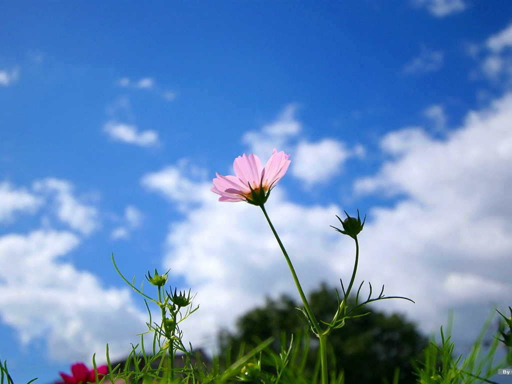 Otoño cosmos fondo de pantalla #28 - 1024x768