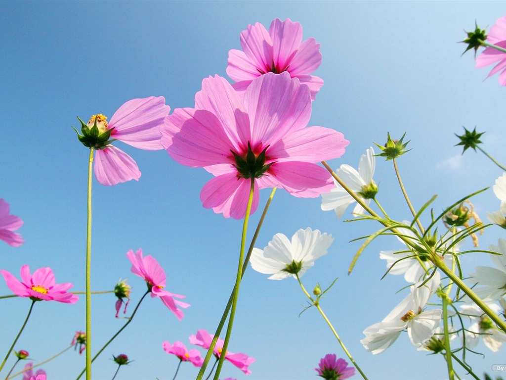 Autumn cosmos wallpaper #29 - 1024x768