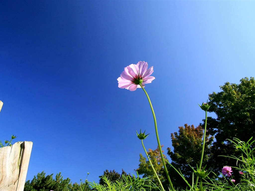 Autumn cosmos wallpaper #30 - 1024x768