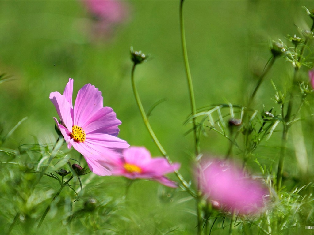 Autumn cosmos wallpaper #31 - 1024x768