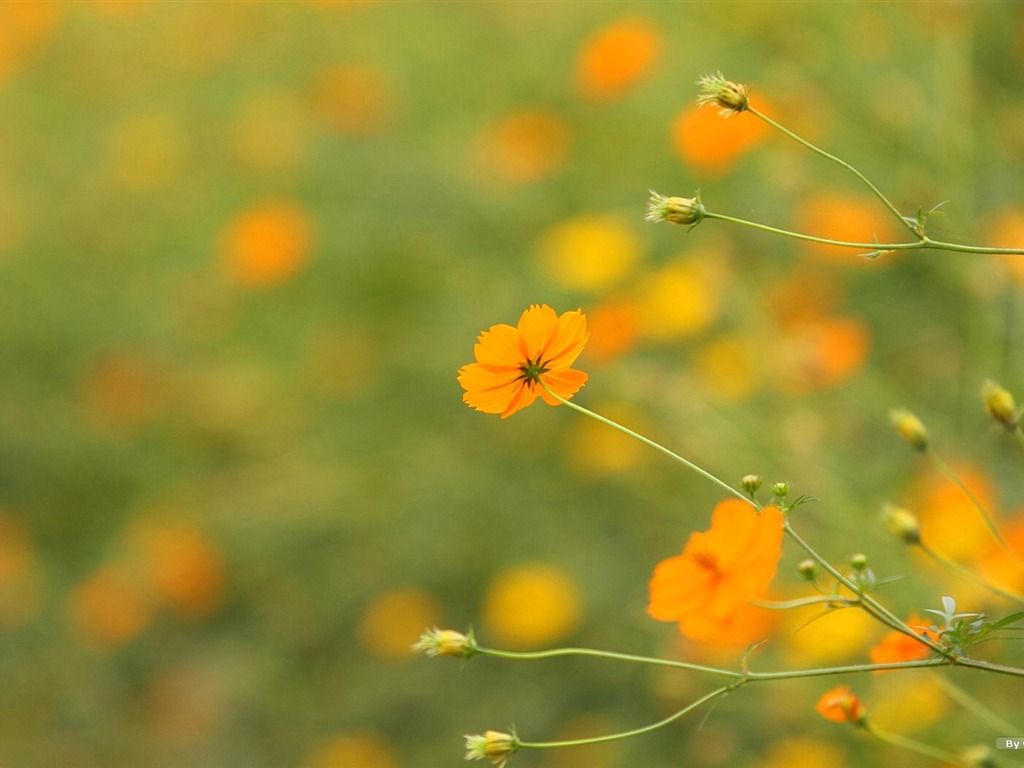 Otoño cosmos fondo de pantalla #32 - 1024x768