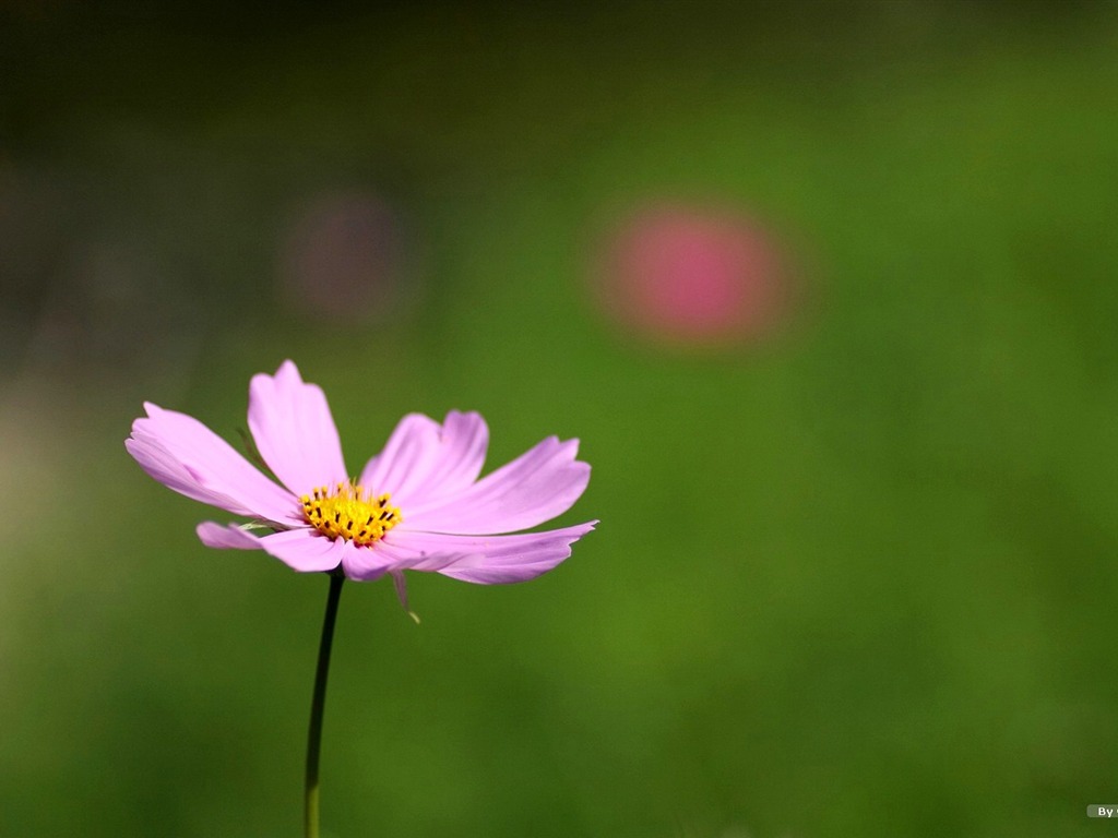 Automne cosmos fond d'écran #33 - 1024x768