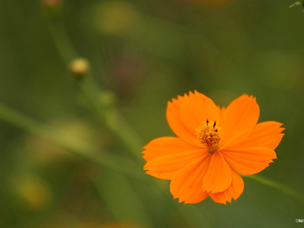 Autumn cosmos wallpaper #34 - 1024x768