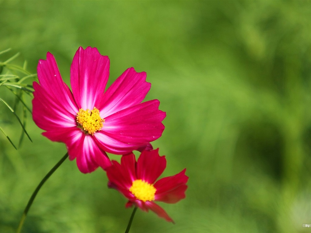 Automne cosmos fond d'écran #35 - 1024x768