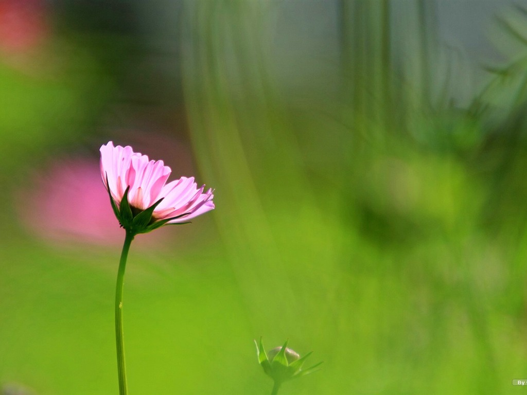 Autumn cosmos wallpaper #36 - 1024x768