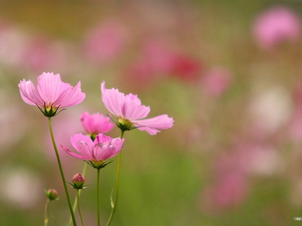 Autumn cosmos wallpaper #37 - 1024x768