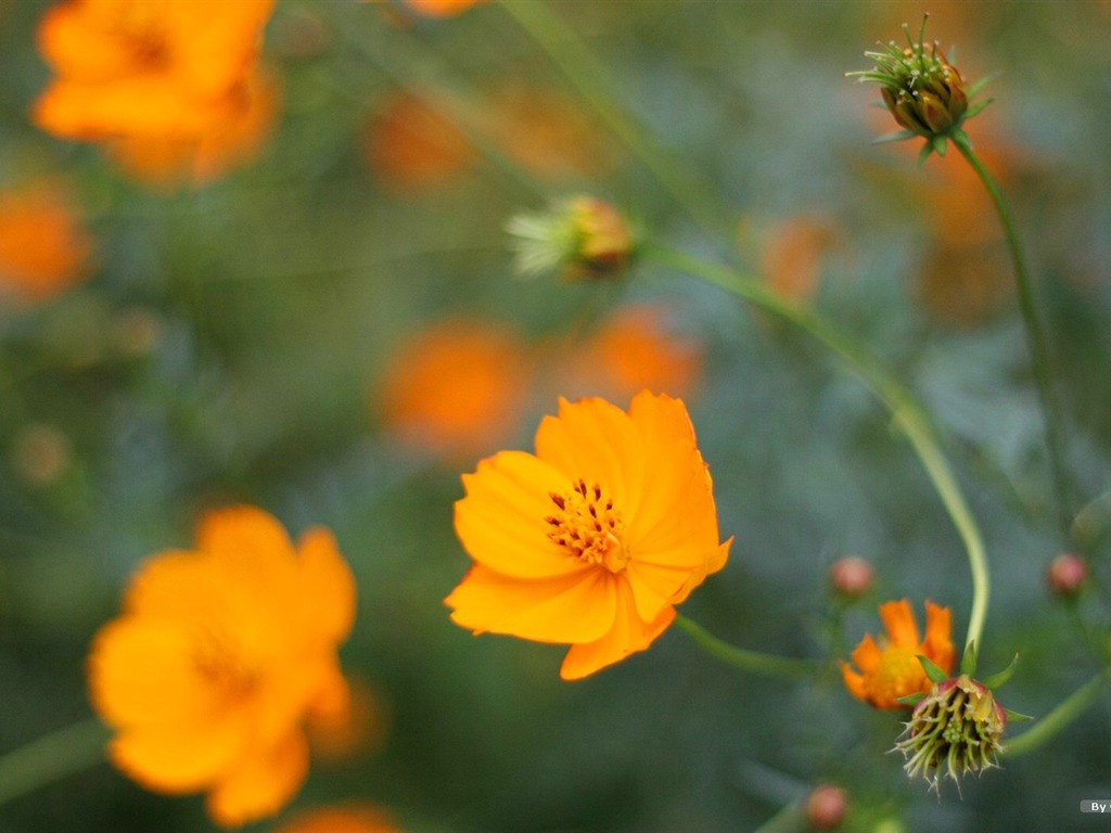 Otoño cosmos fondo de pantalla #38 - 1024x768