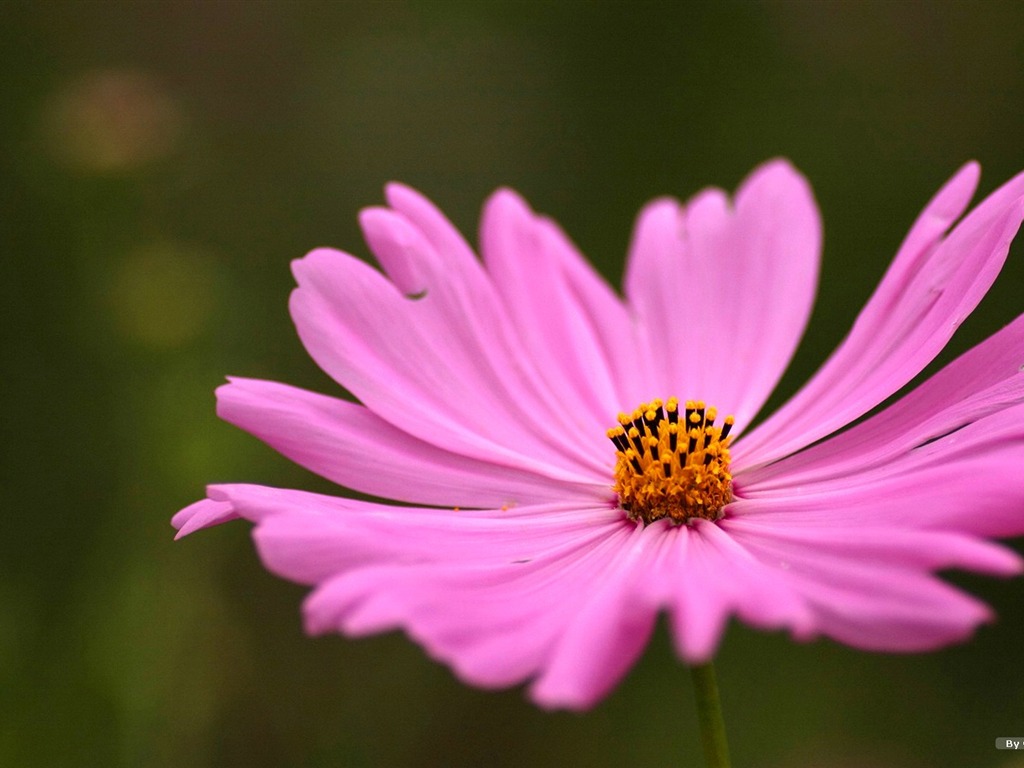 Autumn cosmos wallpaper #39 - 1024x768