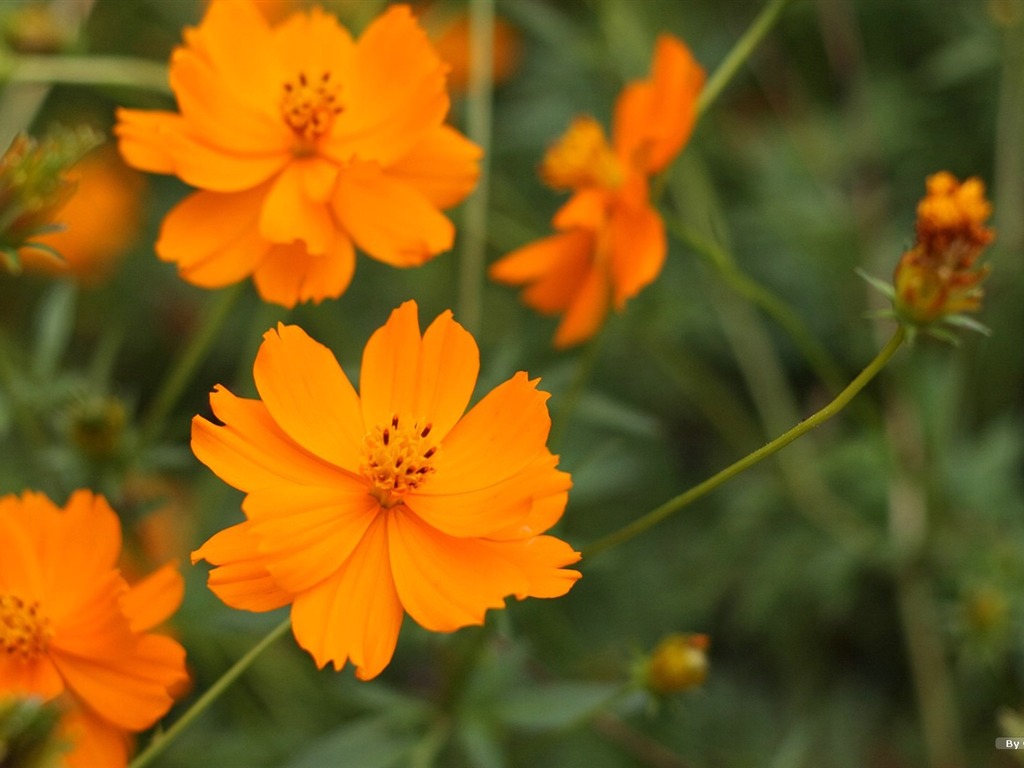 Autumn cosmos wallpaper #40 - 1024x768