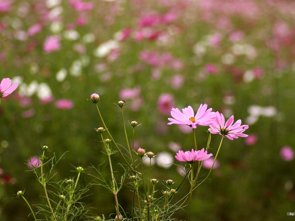 Autumn cosmos wallpaper #41 - 1024x768