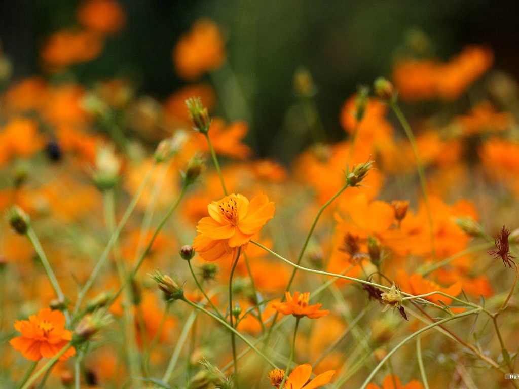 Automne cosmos fond d'écran #42 - 1024x768